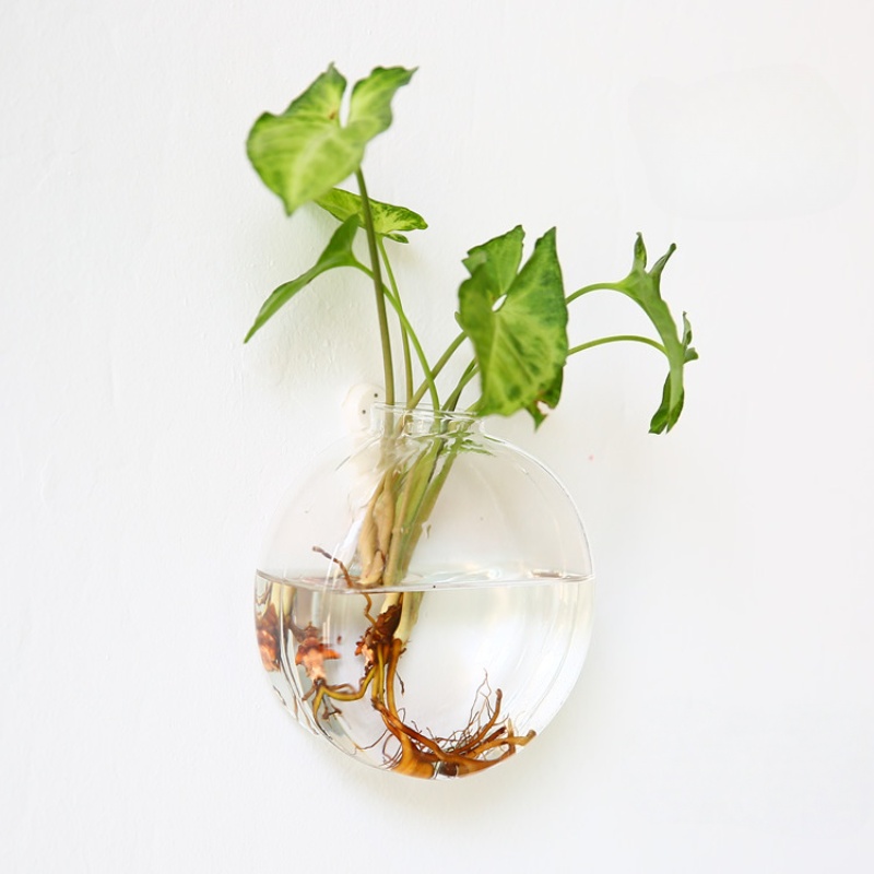 壁掛けガラステラリウム - 自動給水式水耕栽培プランター（家 - Self Watering Planter のレビューと価格